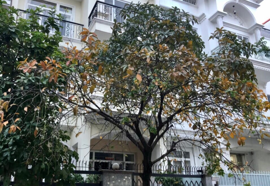 CHO THUÊ BIỆT THỰ HIMLAM Q7